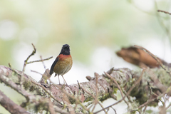 Collared Bush Robin photo 2