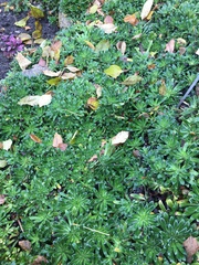 Saxifraga hostii