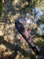 Anguilla dieffenbachii