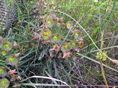 Euphorbia clava