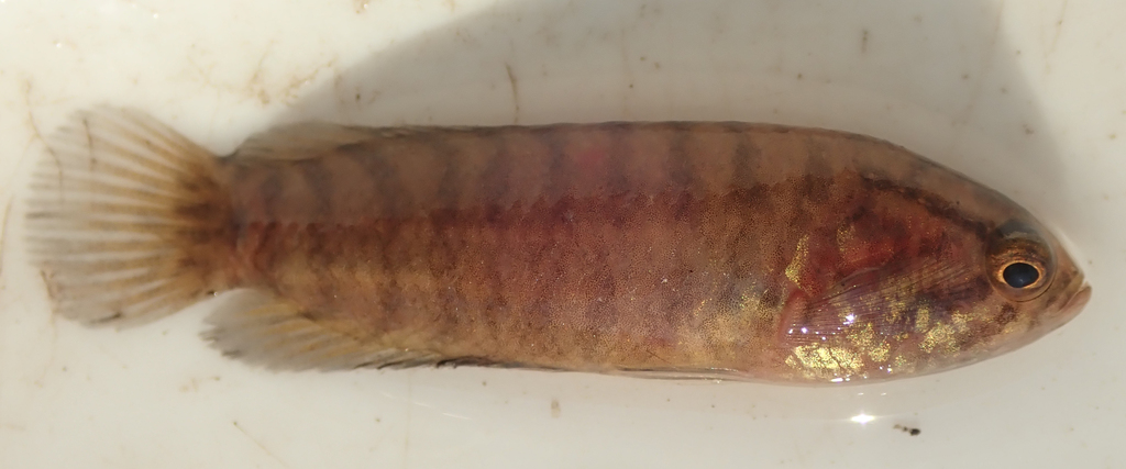 Blackspot climbing perch (Microctenopoma intermedium) — Anabantidae