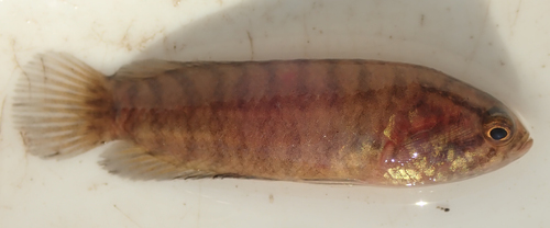 Blackspot climbing perch (Microctenopoma intermedium) — Anabantidae