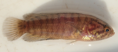 Microctenopoma intermedium