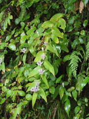 Tricyrtis hirta