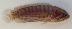 Microctenopoma intermedium