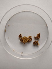 Eidolon helvum