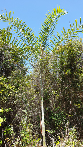 Dypsis madagascariensis image