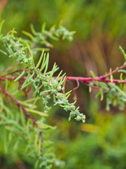 Suaeda glauca