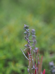 Atriplex gmelinii