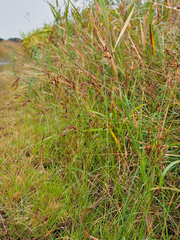 Fimbristylis longispica