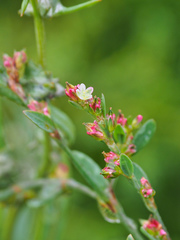 Polygonum polyneuron