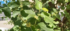 Ziziphus jujuba
