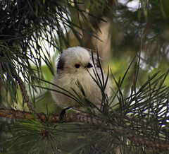 Aegithalos caudatus