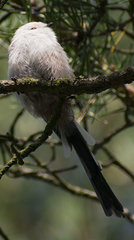 Aegithalos caudatus