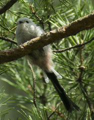 Aegithalos caudatus