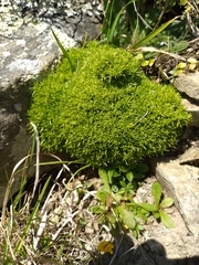 Scleranthus biflorus