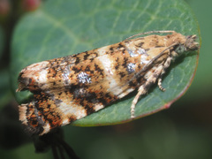 Phiaris micana