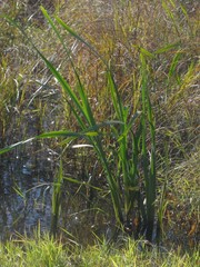 Sparganium eurycarpum coreanum