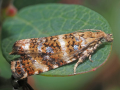 Phiaris micana