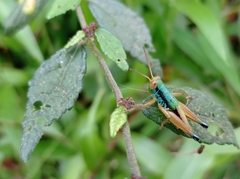 Caryanda spuria