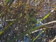 Sparganium eurycarpum coreanum