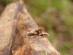 Eschatotypa derogatella