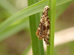 Eschatotypa derogatella