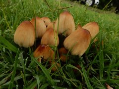 Coprinellus truncorum