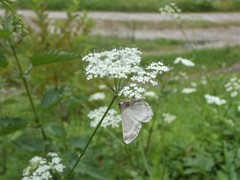 Charissa glaucinaria