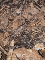 Gryllomorpha longicauda