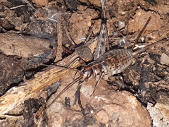 Gryllomorpha longicauda