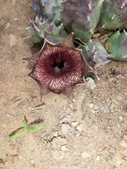 Huernia barbata barbata