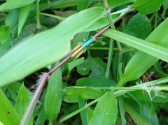 Caryanda spuria