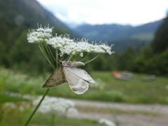 Charissa glaucinaria