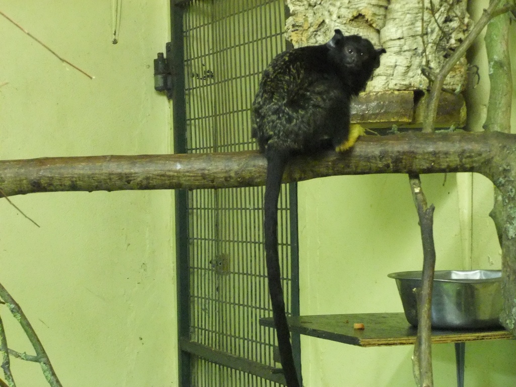 Golden-handed Tamarin