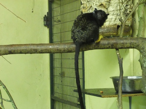 Golden-handed Tamarin