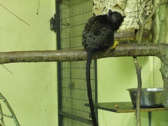 Red-Handed Tamarin photo 4