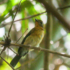 Cyornis