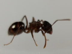 Notoncus ectatommoides