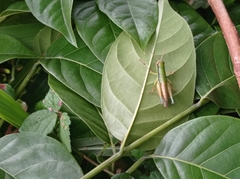 Caryanda spuria