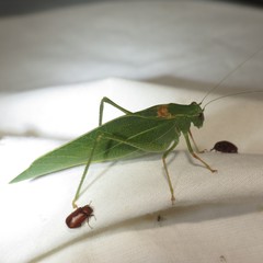 Microcentrum californicum