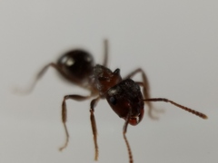 Notoncus ectatommoides