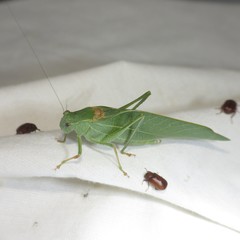 Microcentrum californicum