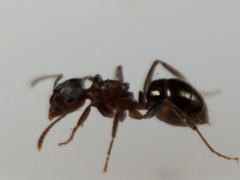 Notoncus ectatommoides