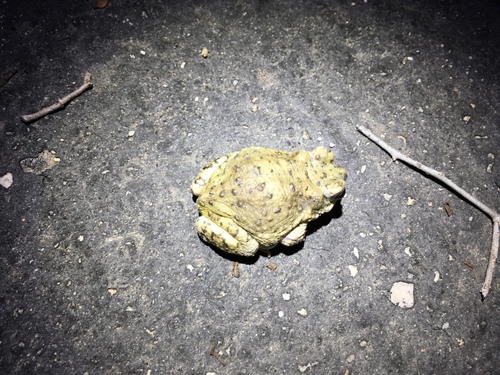 iNaturalist observation photo of Red-spotted Toad