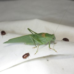 Microcentrum californicum