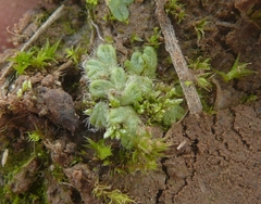 Riccia ciliata