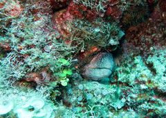 Gymnothorax nudivomer