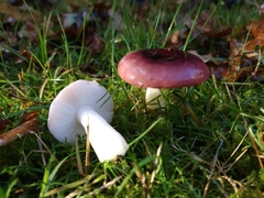Russula cessans
