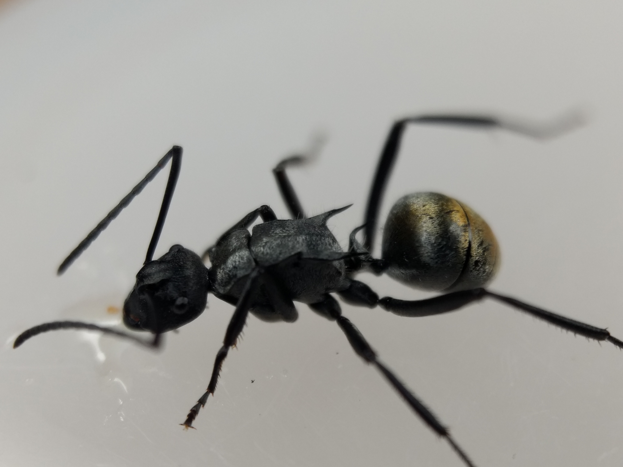 Hagiomyrma
